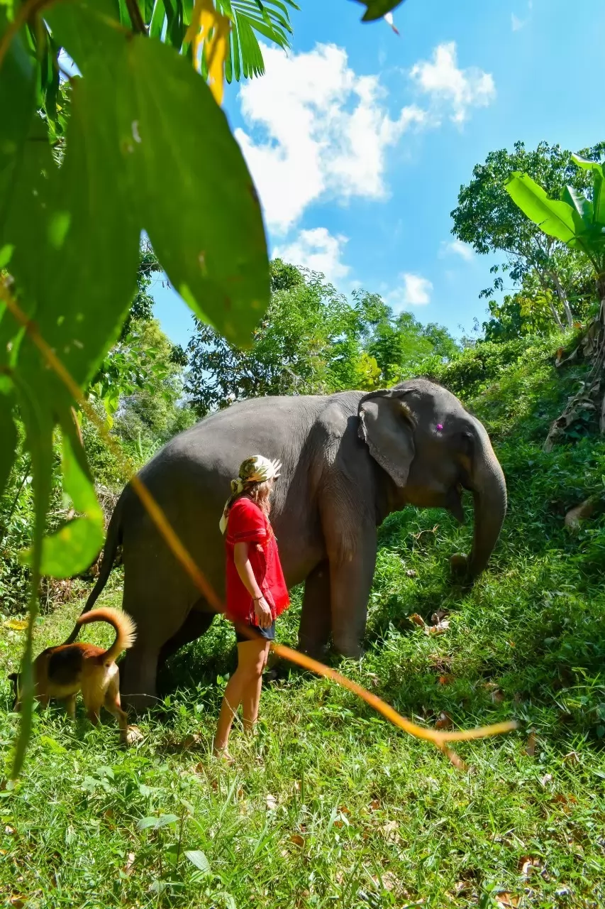 Elephant sanctuary