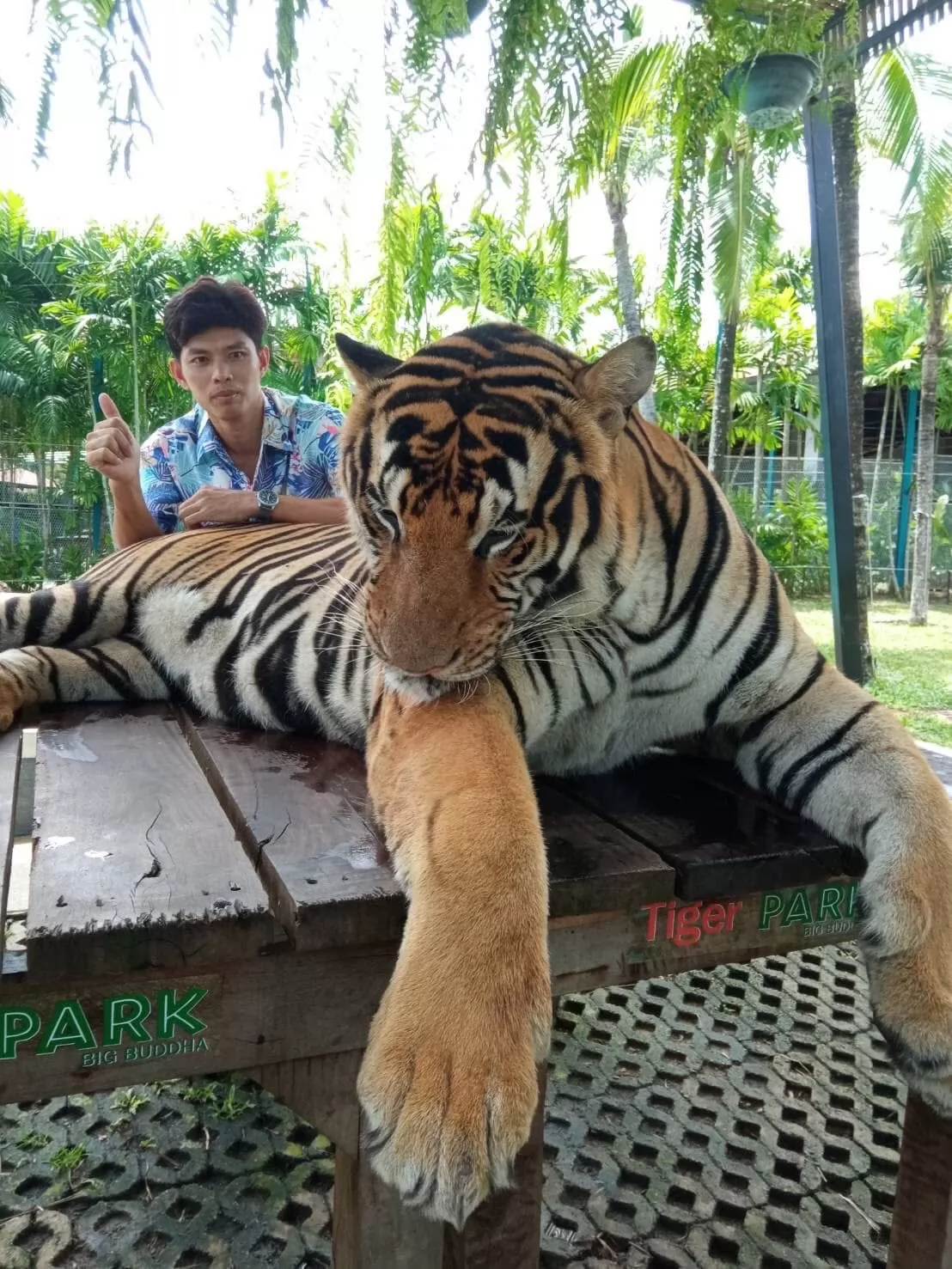 city tour tiger atv elephant 