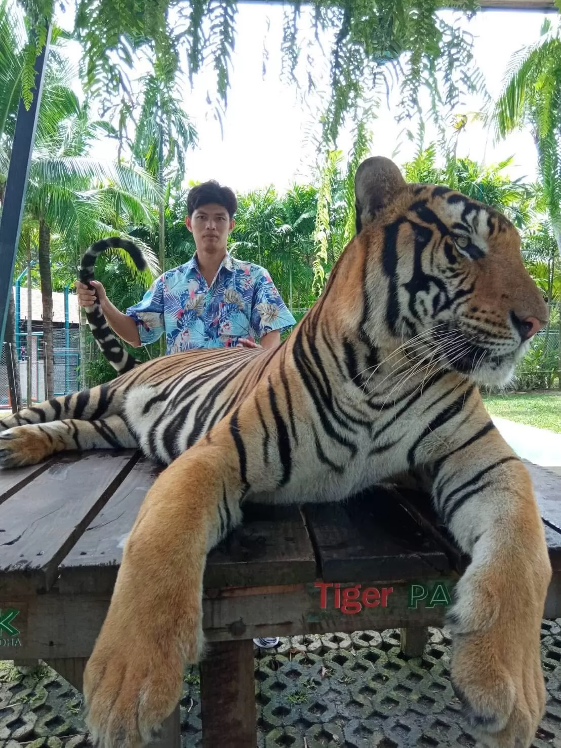 city tour tiger atv elephant 