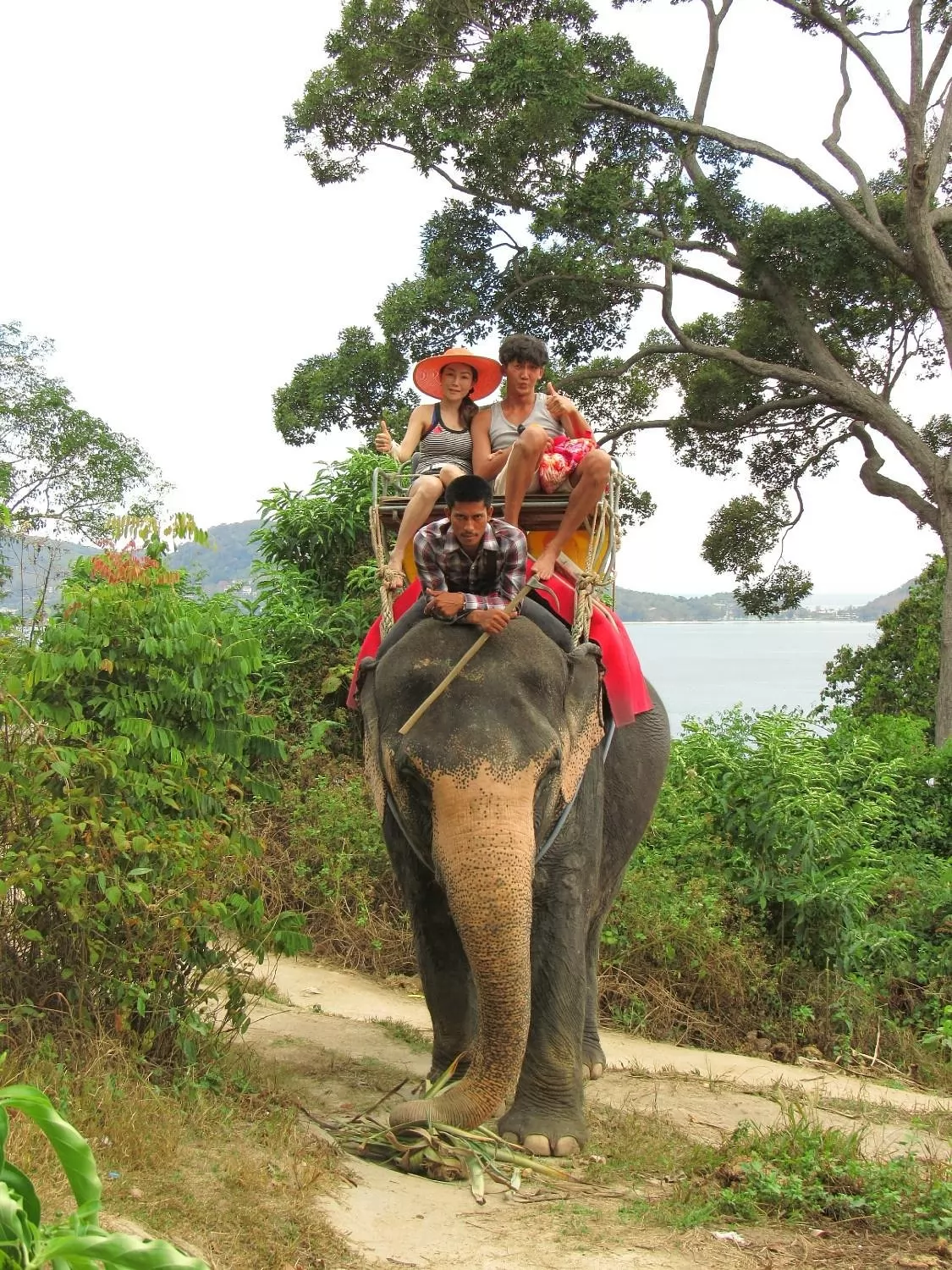 Elephant trekking