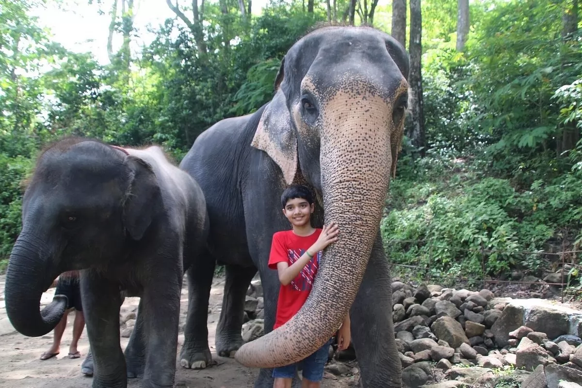 Elephant trekking