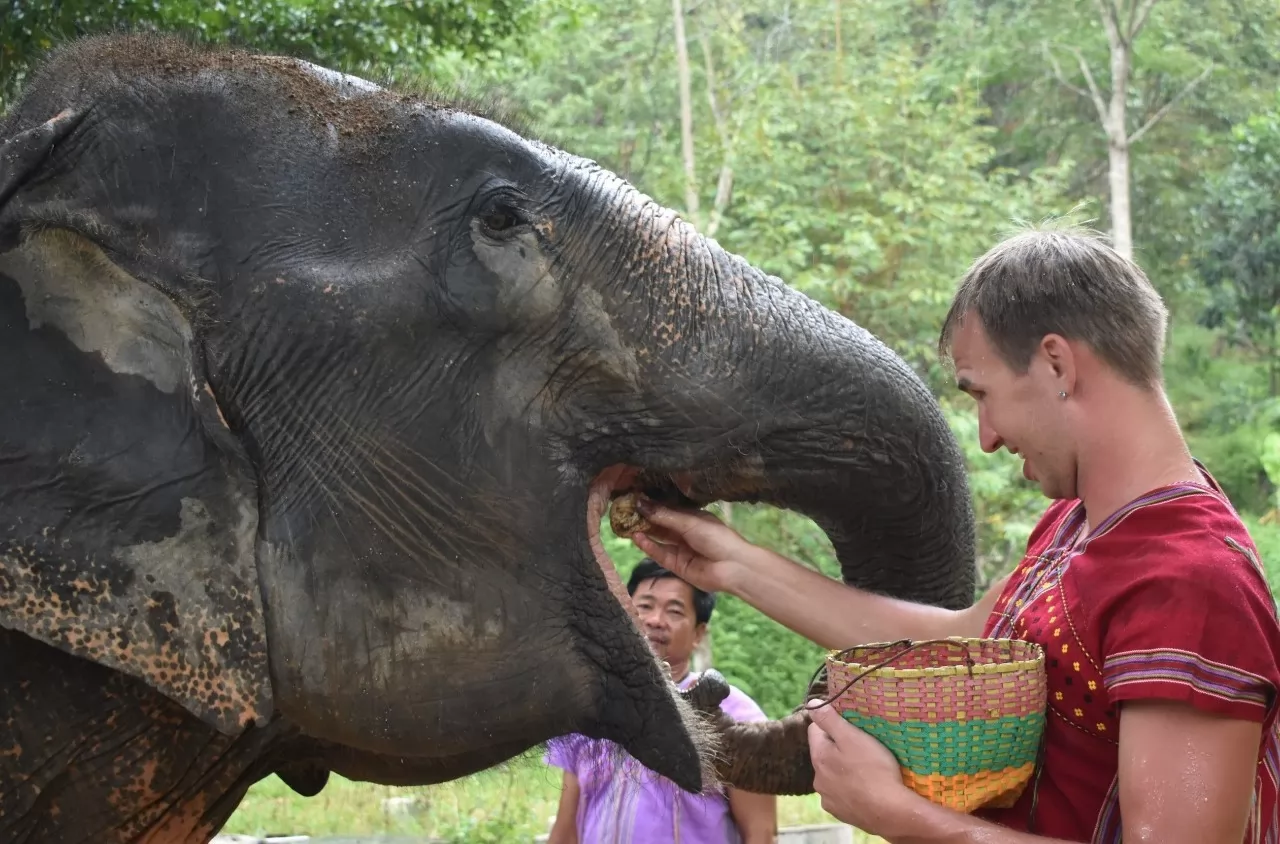 Elephant sanctuary